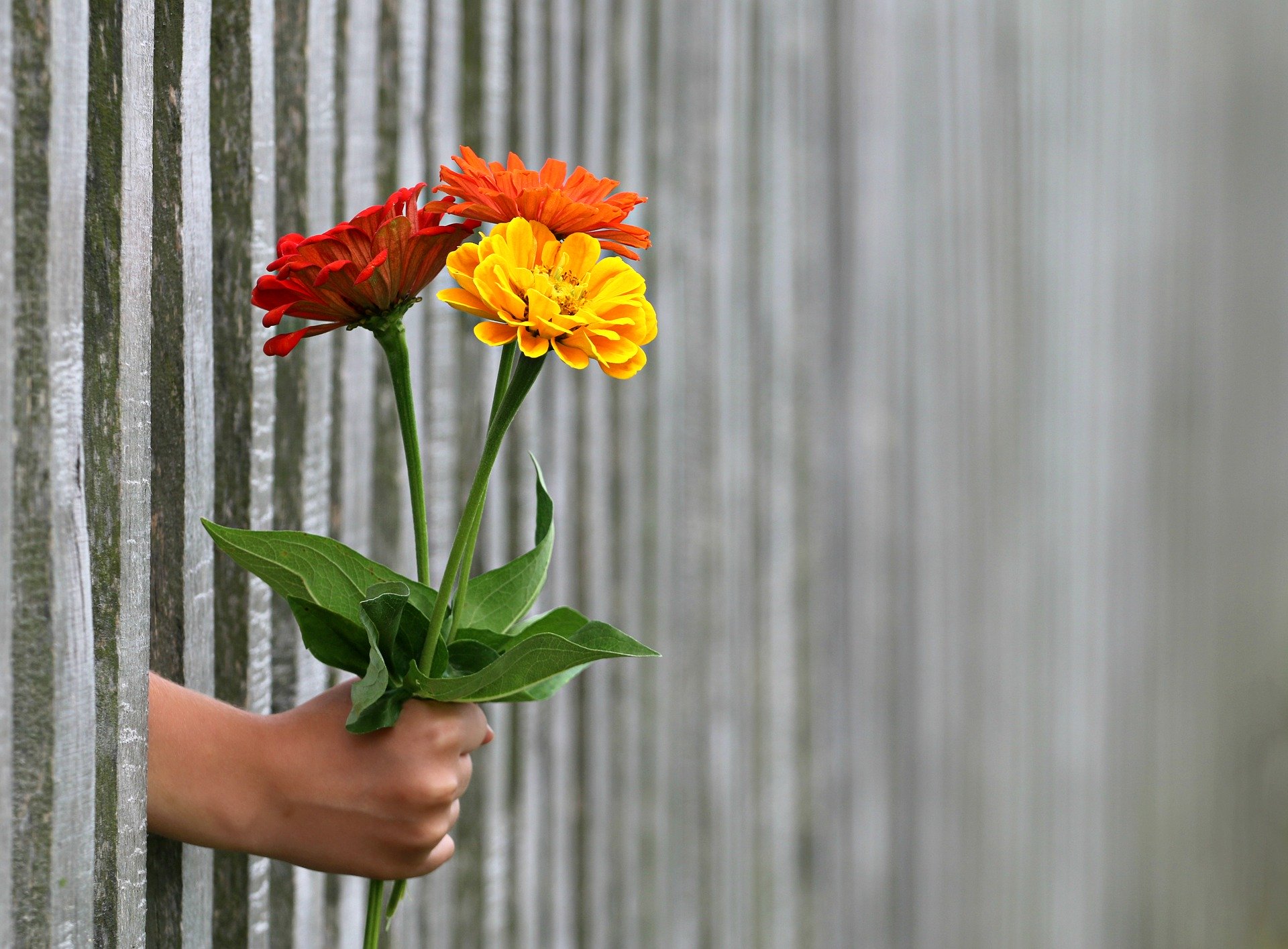 Hand holding flowers through a fence